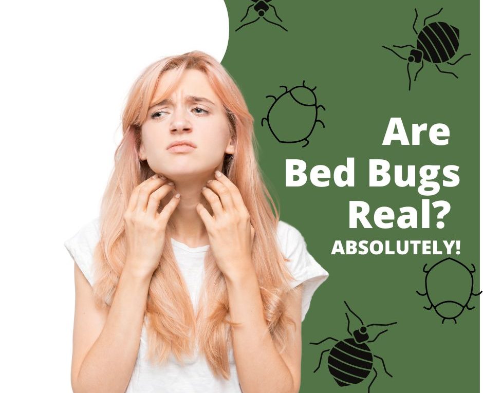 bed-bugs-on-San-Diego-mattresses-can-indeed-bite