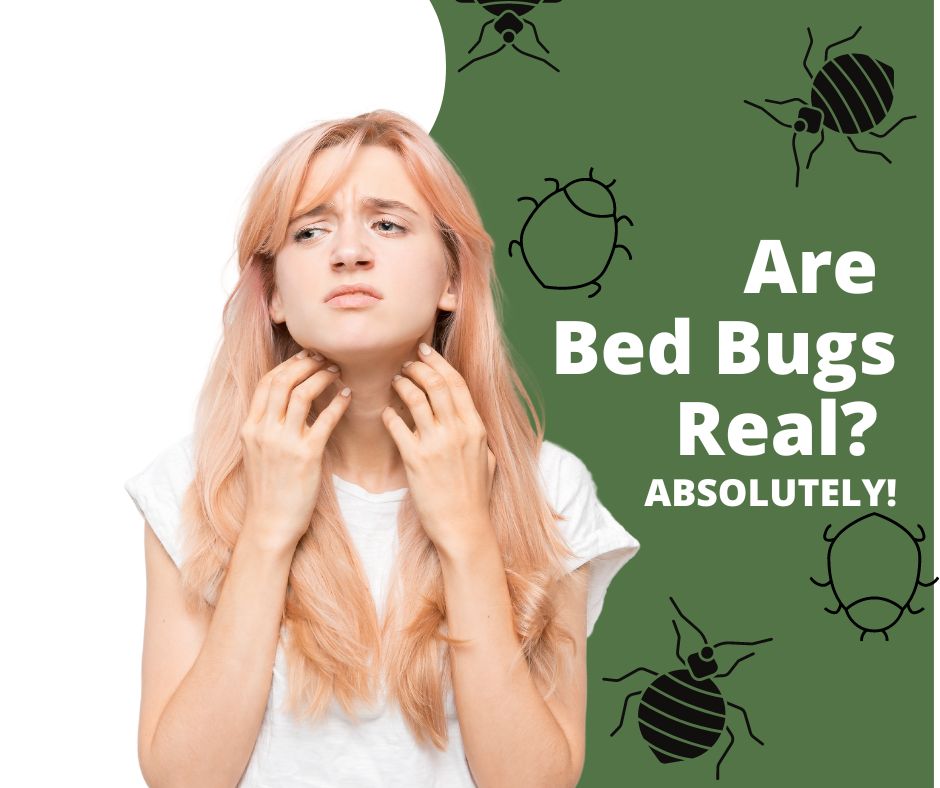 bed-bugs-on-San-Diego-mattresses-can-indeed-bite
