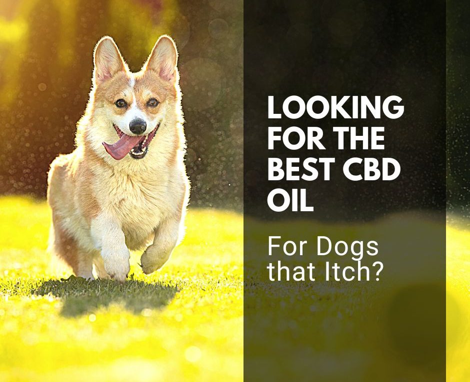 best-cbd-oil-for-dogs-that-itch