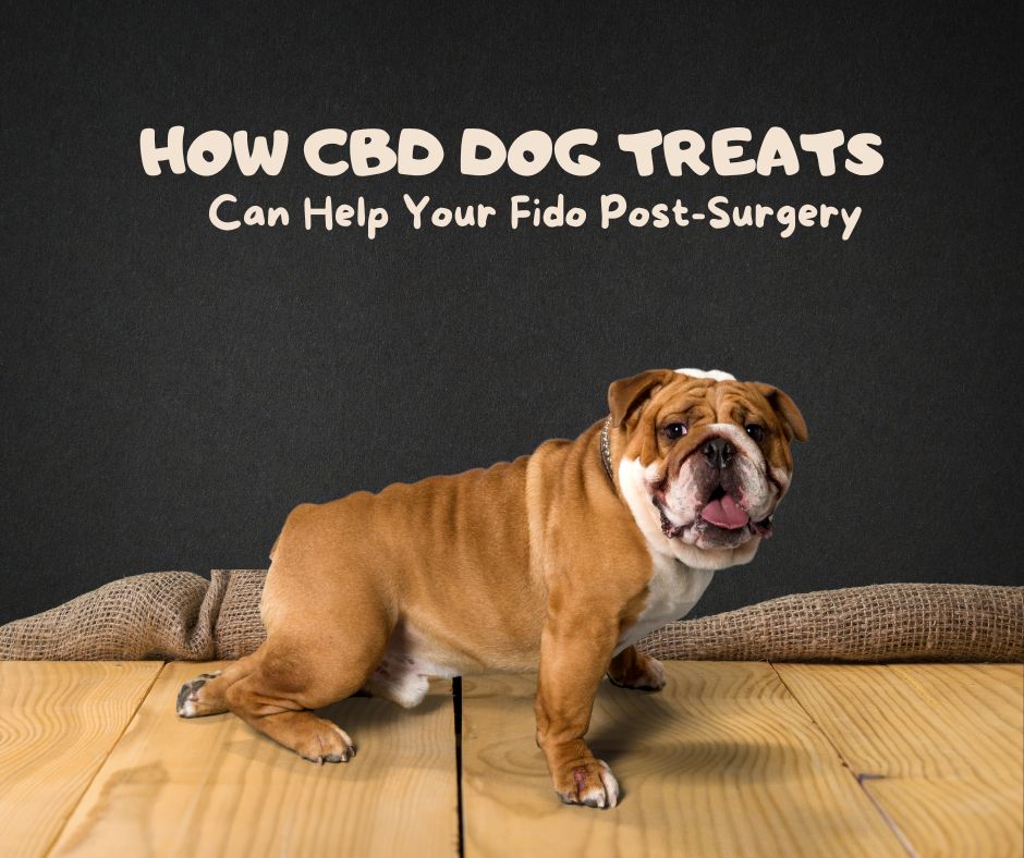CBD-dog-treats-can-help-you-dog-heal-from-surgery