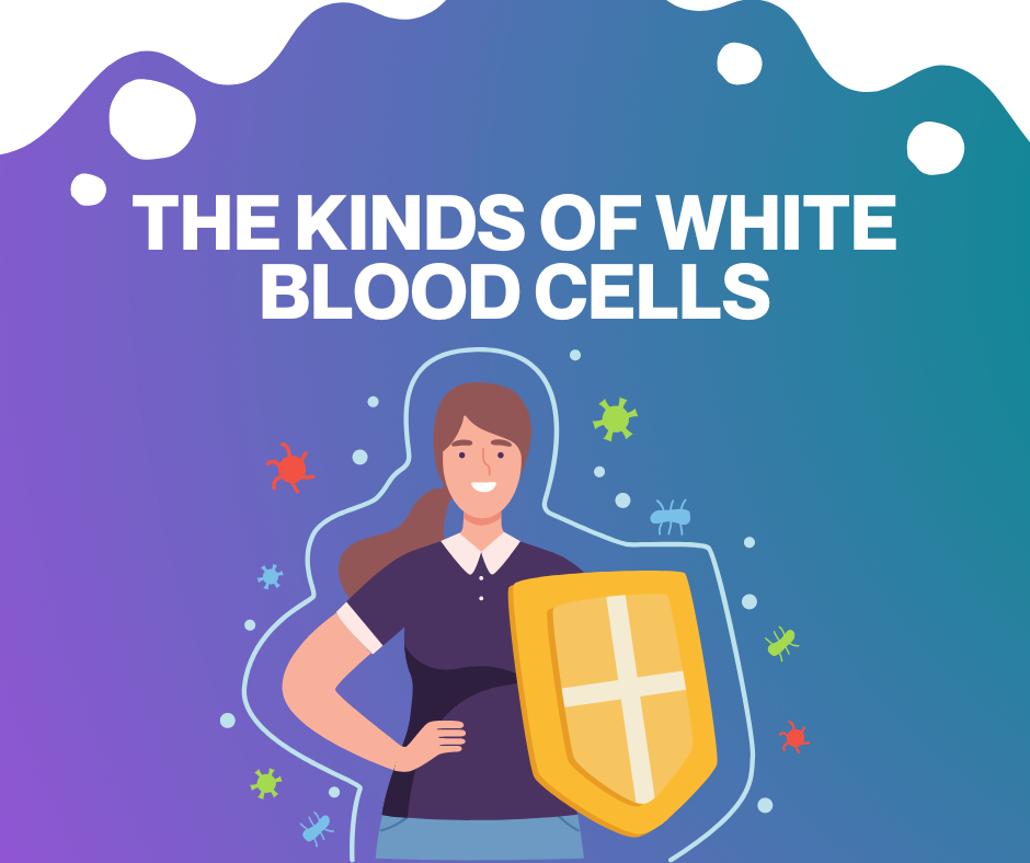 Do you know what white blood cells do for us?